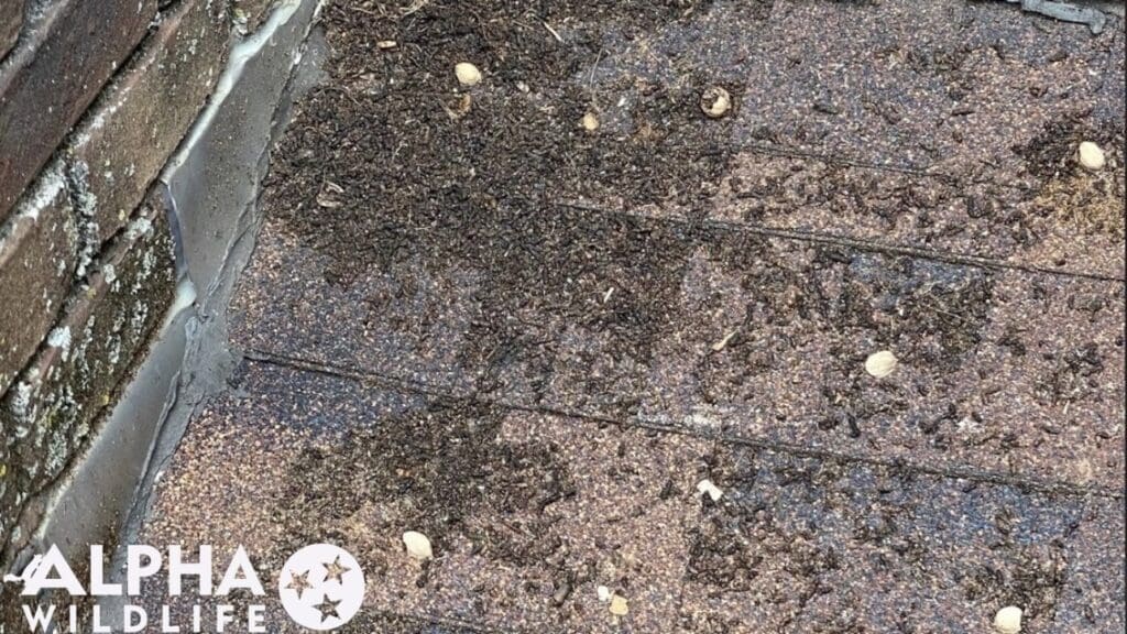 Bat guano outside Hendersonville, TN, home